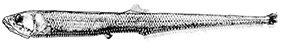 Diplophos taenia_claves_final.jpg